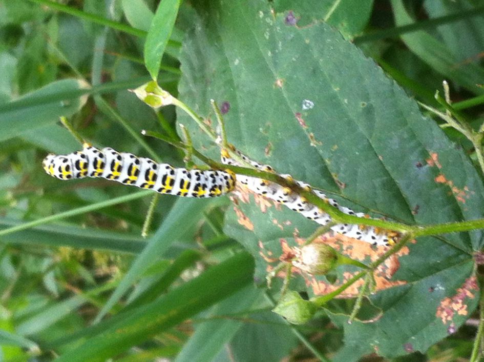 Is dit de rups van de Helmkruidvlinder ?
